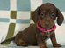 **Ready NOW ** 1 girl left mini dachshunds