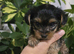 MINI TOY YORKSHIRE TERRIER FOR SALE