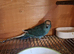 Kakariki male