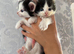 Ragdoll x domestic shorthair ready now