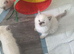 Ragdoll blue point kittens