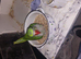Alexandrine parrot