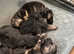 Black &tan GSD for stud