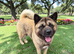 Proven Male Akita – Excellent Stud Opportunity