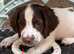 Kc reg springer spaniel puppies ftch working parents