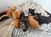 beautiful polydactyl half mainecoon kittens