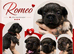 Fluffy French bulldog puppies