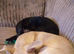 Two chihuahuas