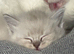 Gorgeous pure ragdoll kittens ..