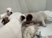 Traditional jack rustle pups