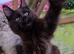 GCCF REGISTERED MAINE COON KITTEN