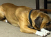 Staffy Family Dog