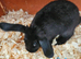 Mini lop x american blue