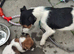 Tri coulered jack russel puppies