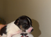 Jack Russell puppies
