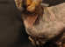 sphynx female elf for adoption