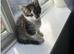 2 Beautiful Kittens Left