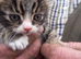 Gorgeous kittens ready to go