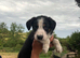 Working tri coloured collie pups