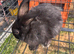 harlequin mini lop x
