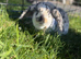 gorgeous Lop earred rabbit