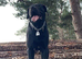 Rehome cane corso x mix