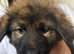 Caucasian shepherd puppies