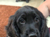 **READY NOW** Cocker Spaniel Puppies