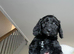 Ready to go!! F1 cockapoo puppies