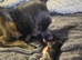 Chihuahua babies (deer head)
