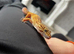 2 year old Leopard Gecko