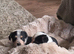 Adorable Cocker Cross Collie Puppies Looking for Loving Homes!
