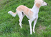 Saluki