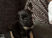 French bulldog puppies ready to go there forever homes