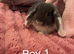 Mini lops ready now