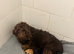 Labradoodle
