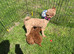 Miniature poodle