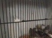 6 young zebra finches