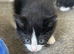 I have 2 kittens ready to leave now wanting there forever loving home