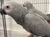 Hand Reared Baby African Greys