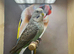 Black wing male budgie