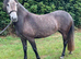 12.2hh Registered New forest mare