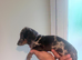 Miniature dachshund