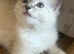 REDUCED £550 Stunning champion lines Lynx Boys Available Now.