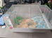 Sweet 18-Month-Old Russian Dwarf Hamster "Smokey" Seeking a Loving Home (Plymouth)