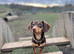 Pickle & his tiny daughter Lulu looking for their forever home!