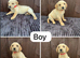 Goldador puppies 11 weeks old only 1 Boy in Leeds in Leeds