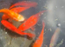 Stunning Goldfish