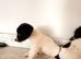 Jack Russell’s
