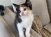 7 kittens for sale 5 left